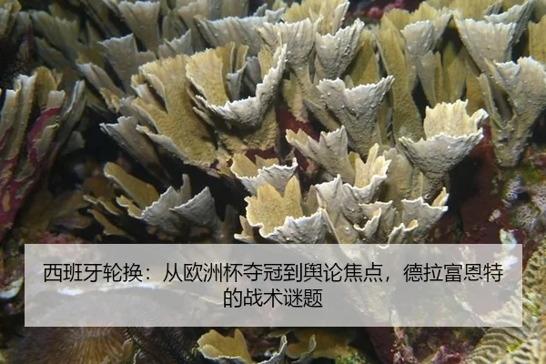 xi-ban-ya-lun-huan-cong-ou-zhou-bei-duo-guan-dao-yu-lun-jiao-dian-de-la-fu-en-te-de-zhan-shu-mi-ti-2-916.jpg
